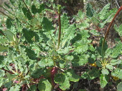 Eriogonum grande