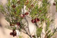 Dodonaea stenozyga