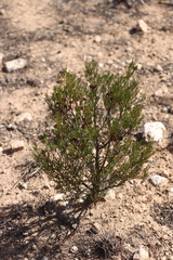 Dodonaea stenozyga