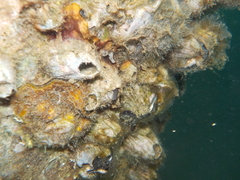 Microlipophrys dalmatinus