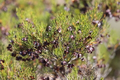 Dodonaea stenozyga