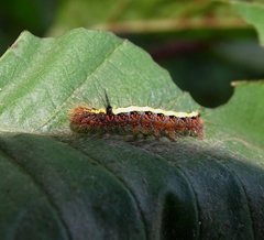 Acronicta cuspis