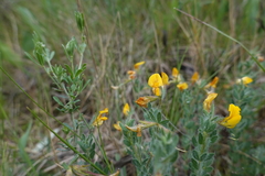 Lotus delortii