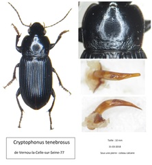 Harpalus tenebrosus
