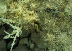 Microlipophrys dalmatinus