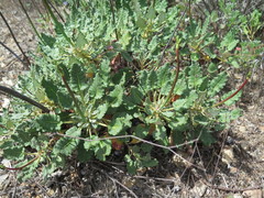 Eriogonum grande