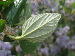 Ceanothus arboreus