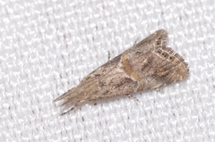 Euchromius cambridgei