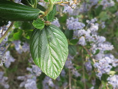 Ceanothus arboreus