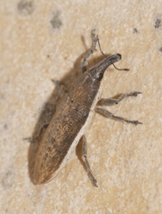 Lixus juncii