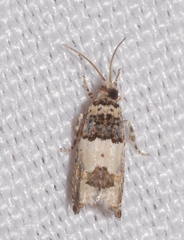 Epinotia thapsiana