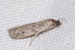 Phycitodes albatella