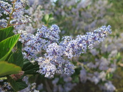 Ceanothus arboreus