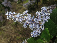 Ceanothus arboreus