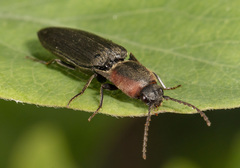 Agriotes fucosus