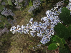 Ceanothus arboreus