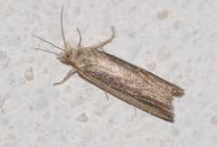 Bactra robustana
