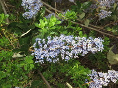 Ceanothus arboreus