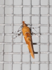 Epicallima formosella