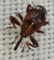 Anthonomus bituberculatus