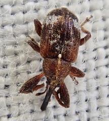Anthonomus bituberculatus