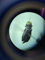 Anthaxia viridifrons