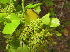 Rhamnus pirifolia