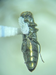 Agrilus celti