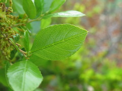 Rhamnus pirifolia