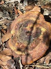 Ganoderma martinicense