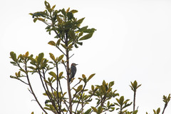 Melanerpes rubricapillus