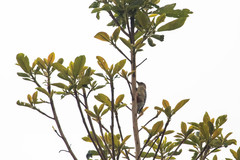Melanerpes rubricapillus