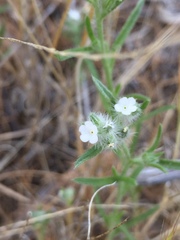 Cryptantha muricata