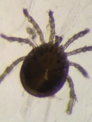 Mideopsidae