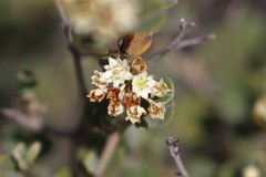 Pomaderris forrestiana