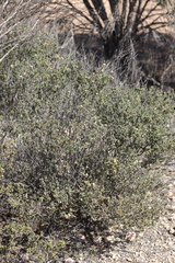 Pomaderris forrestiana