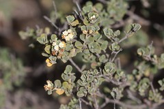 Pomaderris forrestiana