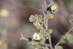 Pomaderris forrestiana