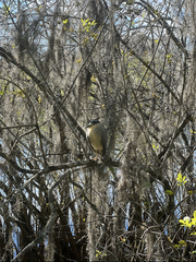 Nycticorax nycticorax image