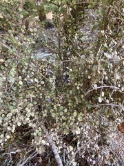 Coprosma tenuicaulis