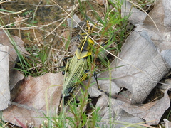 Taeniopoda tamaulipensis