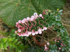 Pernettya prostrata image