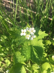 Alliaria petiolata