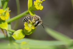 Colletes moricei