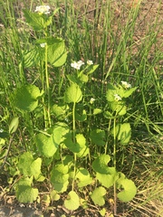 Alliaria petiolata