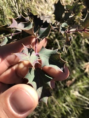 Berberis dictyota