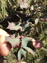 Berberis dictyota
