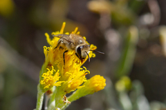 Colletes moricei