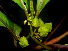 Solanum anceps