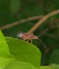 Heteroptera